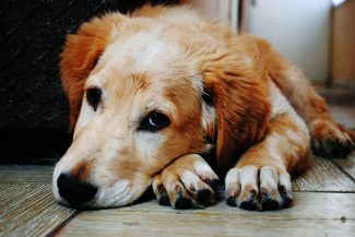 large pic Older red and white dog 325 x 217 posing on floor for camera 1880 x 1258