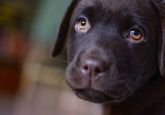 Close up of black lab puppy 341 x 238