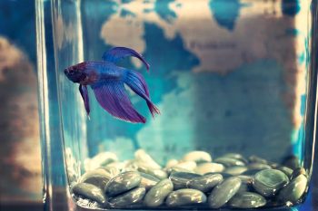 large pic Blue Betta Fish in aquarium tank 1880 x 1253