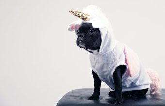 Dog, Boston Terrier dressed for Halloween in Unicorn outfit 340 x 218