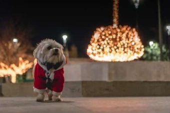 maltese puppy dressed in Christmas outfit 340 x 226