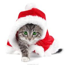 Tabby Cat dressed in Santa outfit 225 x 225
