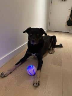 Black puppy playing with his light-up ball 240 x 320