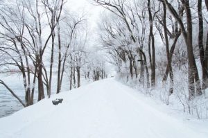Snow covered tree lined street 300 x 199