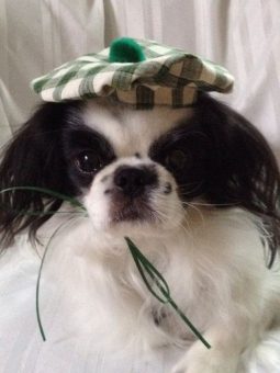 Small black and white dog wearing Irish tam 255 x 340