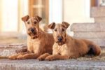 2 Irish Terriers laying on a porch area 150 x 100