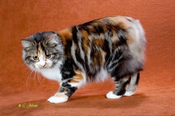 Manx Cat Brown, Black, and White standing 350 x 233
