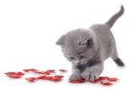 Valentine grey kitty playing with rose petals 150 x 100