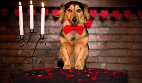 Valentine dog with bowtie, candles, and hearts 293 x 172