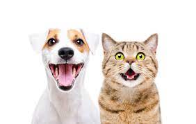 Smiling white dog and tabby cat 282 x 179