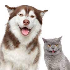 Smiling Husky and grey cat 225 x 225