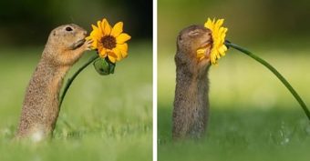 Brown Squirrel smelling yellow bloom 340 x 177