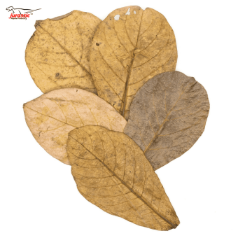 Indian almond or Catappa leaves for aquarium 340 x 340