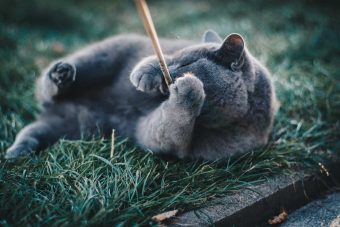 Grey kitty playng in the grass 340 x 227