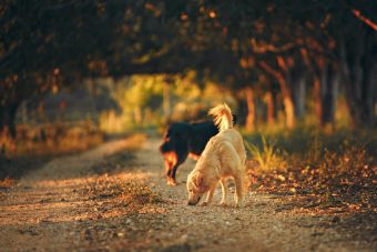 Dogs sniffing on a country road 340 x 227