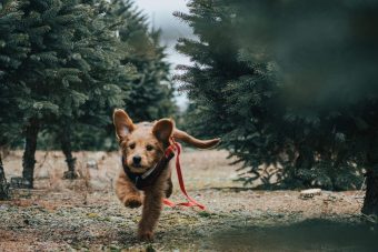 Dog running in a field of trees with his leash flying 340 x 227