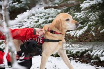 Rescue dogs in action in winter 340 x 227