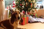 Long-eared dog sitting by Christmas tree 145 x 97