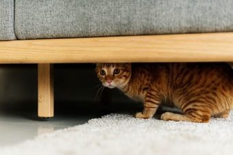 Red Kitty peeking out from under a sofa 340 x 227