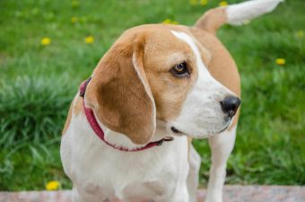 Beagle Dog close up outside 340 x 225