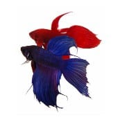 2 Betta Fish one blue and one red 173 x 173