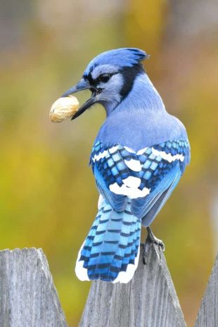 Blue Jay perched on fence post holding shell peanut in beak 310 x 464