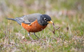 Robin in the grass eating a worm 330 x 204