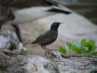 Starling perched on log 330 x 248