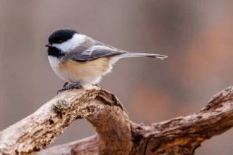 Chickadee perched on a Branch 330 x 220