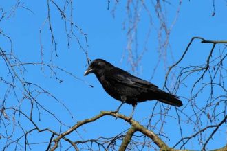 crow perched on branch of tree with bright blue sky background 330 x 220
