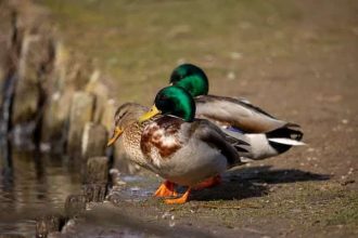 two Mallard ducks and one female sitting on edge of path by the water 310 x 220