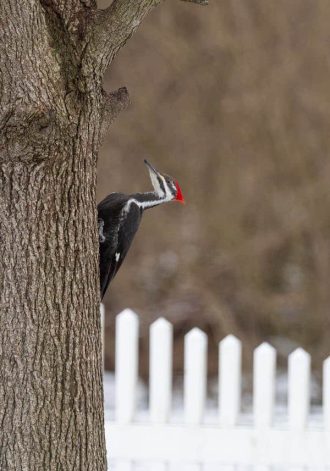 Piliated Woodpecker perched on Tree Trunk 330 x 471