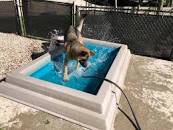 Cool Dog Spash Pool with dog jumping in 173 x 130