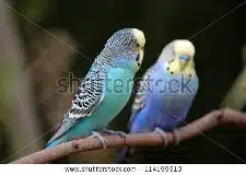 Two budgies on branch, one teal, one blue 225 x 160