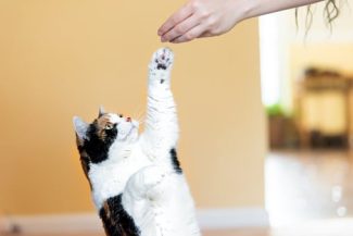 Calico cat reaching for treat in training 325 x 217