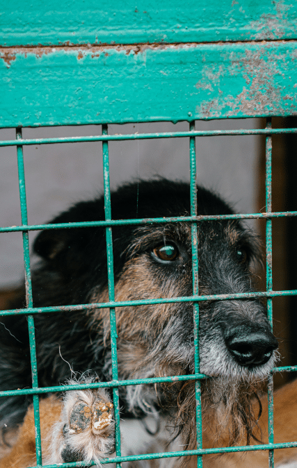 Older dog in Shelter 427 x 674