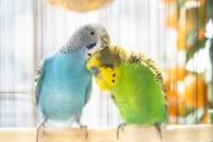 budgies ale teal and green my skyli and noel 195 x 130