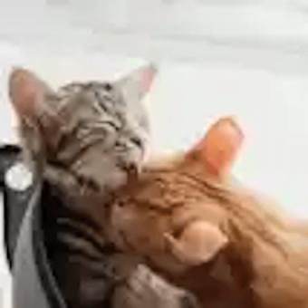 Cats grooming each other 340 x 340