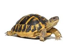 Herrmann;s tortoise popular pet 234 x 156