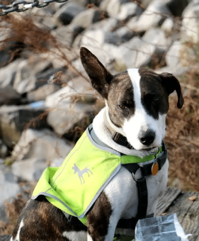 Dog in Reflective Vest 281 x 340