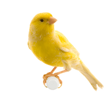 Canary 209 x 209