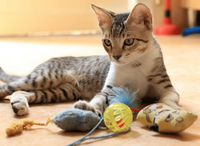 cat tabby 407 x 298