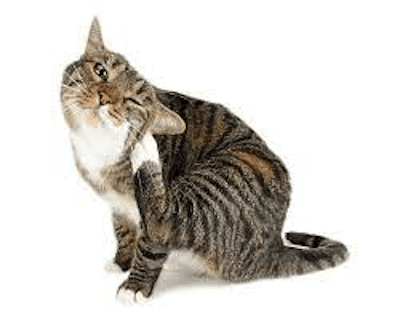 Cat itchy kitty 400 x 322 besT POST Flea and Tick 23