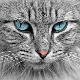 cat long hair blu eyed 161 x161 best welcome