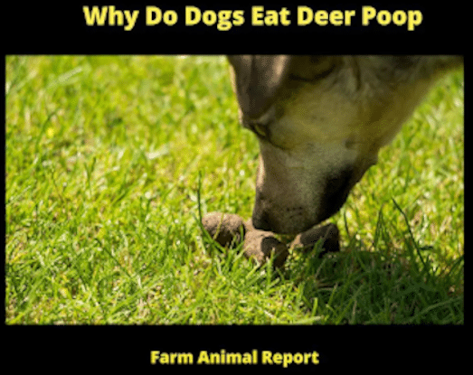 Dogs and deer poo Farm Rpt 523 x 415 best for POST deer poo