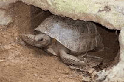 Gopher Tortoise 416x275 best POST May 23 World Tur Day 23