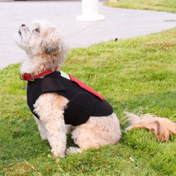 Healers Pet Care frt body wrap 410 x 410 best Portfolio pg 1