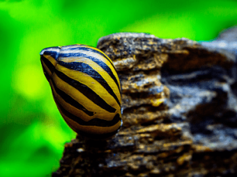 Nerite snail striped 340 x 255