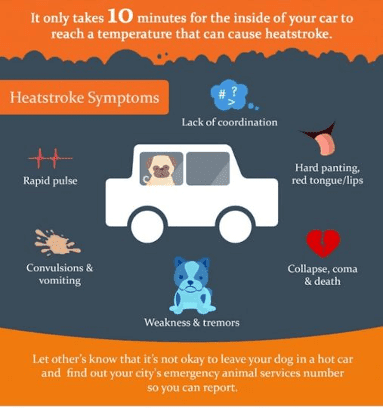 Pets and Heat 383x 408 best POST Natl Pet Wk Summer 23