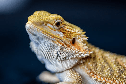 Bearded Dragon lizard 411x274 best POST Easy Pets 23